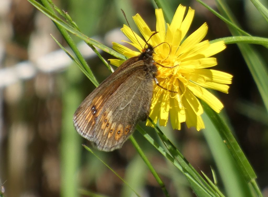 Erebia albergana (Nymphalidae Satyrinae)